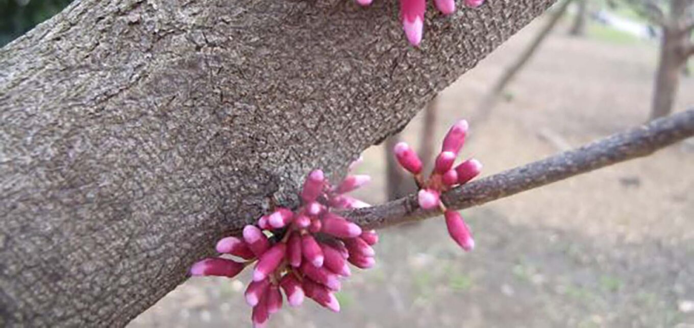 Foraging for Redbud's Flavorful Flowers – Mother Earth News - Vimarsana News